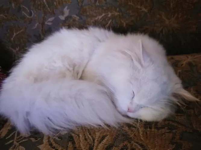 大家是如何处理猫咪掉毛问题的?