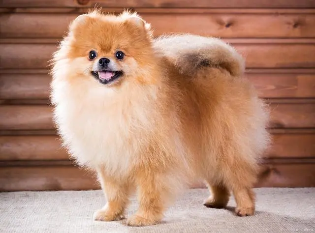 为什么越来越少人养“博美犬”？