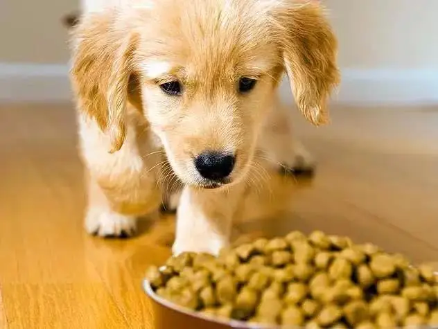 狗狗这些表现，很可能是“狂犬病”的征兆