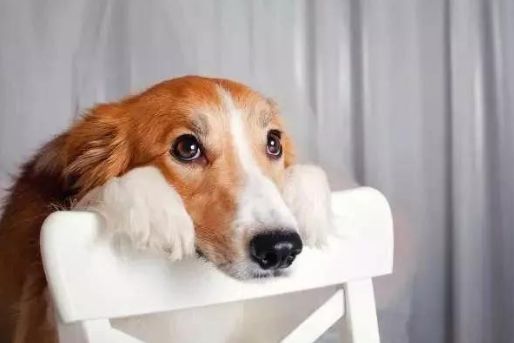 狗狗有泪痕怎么解决？