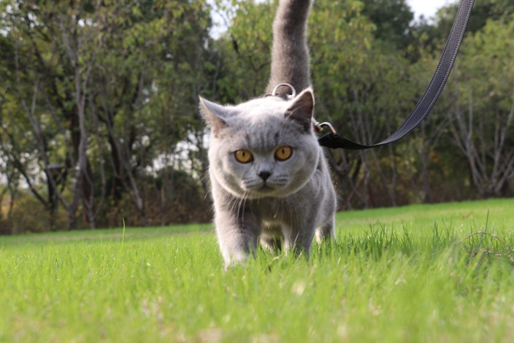 养蓝猫，要保持这“8个习惯”，它会更长命！