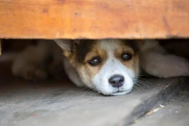 狗狗这5个表现，是狂犬病的“警告信号”