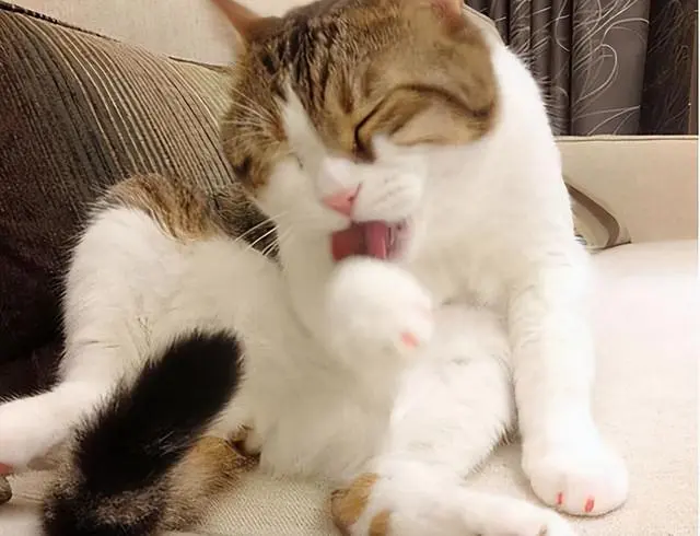 猫咪的7个“道歉行为”，你家猫出现了，那就原谅它吧
