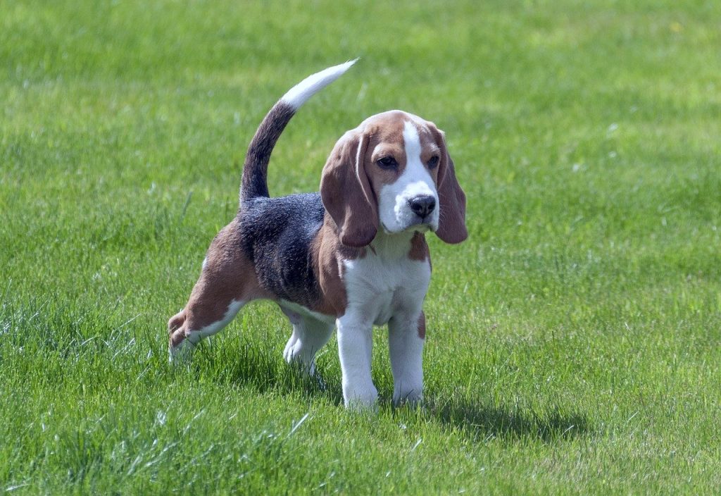 冷知识:比格犬的优点、缺点以及性格如何?