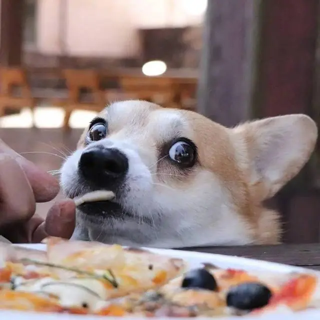 狗狗不能吃的食物,千万别再乱投喂
