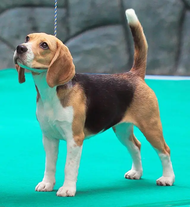 世界上十大最好的狩猎犬
