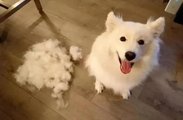 “狗狗严重掉毛？别急！可能是这几个问题！”
