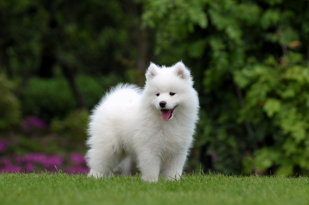 萨摩耶犬：极地明星与家庭伙伴