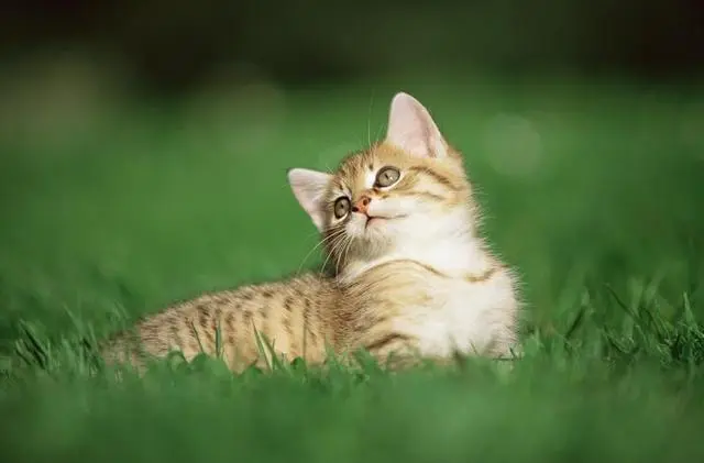 新手养猫的注意事项：小小猫咪的成长指南
