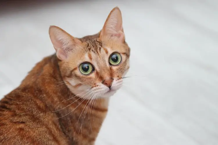 “田园猫”颜值排行，橘猫才排第二，谁排第一？