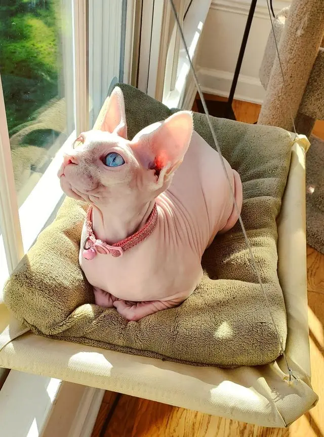 无毛猫真的那么可怕吗？养过的人才知道，真香