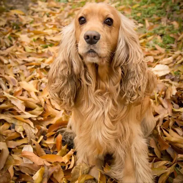 这样优秀的“可卡犬”，你确定真的不心动吗？