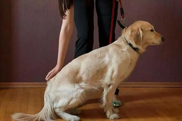 夏日防暑攻略：金毛犬的降温技巧大揭秘！
