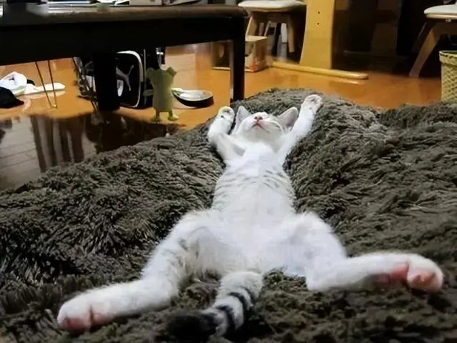 从猫咪“睡姿”看出猫咪的“性格”，你还别说，真挺准的