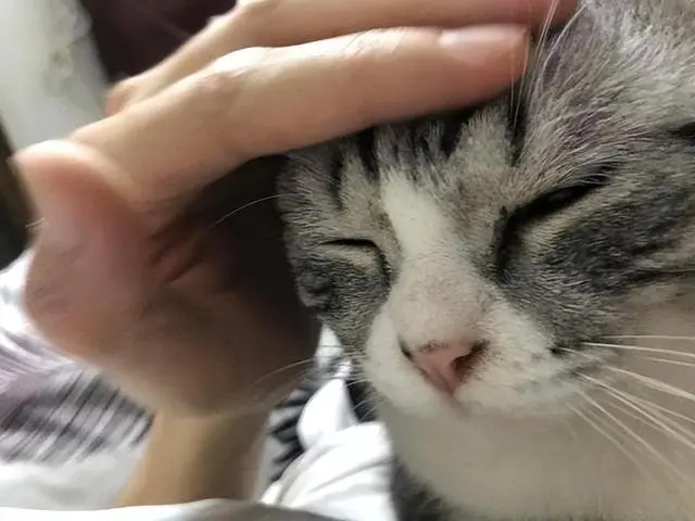 猫咪这些“部位”，只有信任的人才给摸！