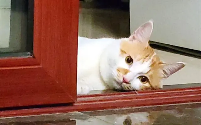 猫咪离家出走的原因大揭秘，铲屎官们多注意