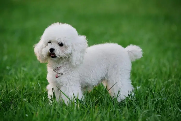 贵宾犬的优点和缺点；全面分析，很好养