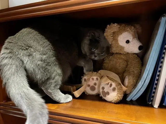 猫咪真的完全信任你吗？几个细节暴露出它缺乏“安全感”