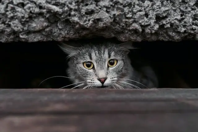 猫咪临死前躲起来，其实有这些原因，养猫久了才明白