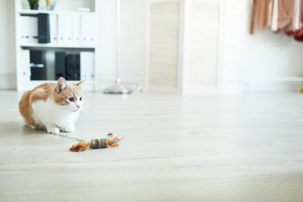 猫咪为何在抱球时使用脚蹬？揭秘猫咪的奇特行为