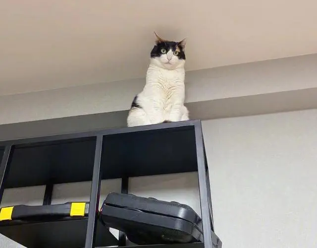 猫咪喜欢待在高处，背后的原因，十分有趣