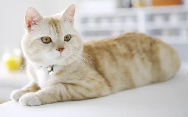猫咪表达你的想法和情感的方式