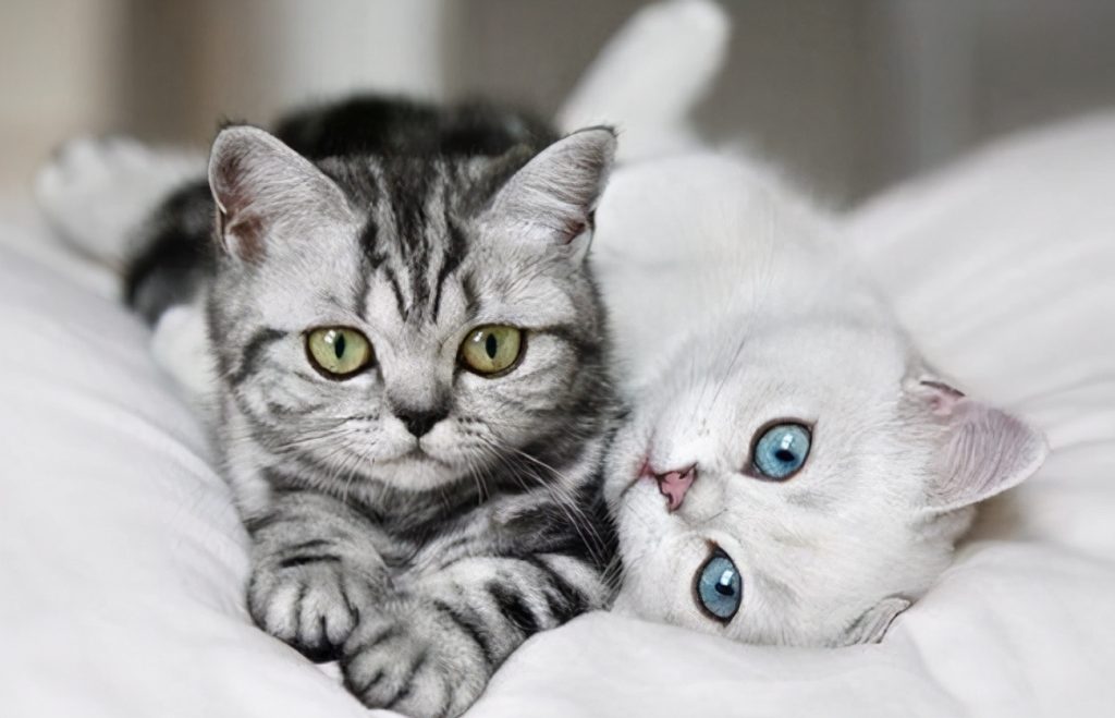 猫咪有没有灵性，看这“3种表现”就知道了