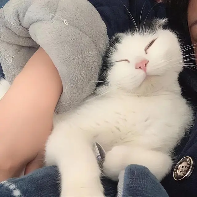 猫咪“开心”的7个表现，你却还不知道？