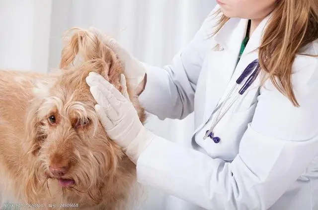 狗狗老是挠痒痒?多数是这几个原因