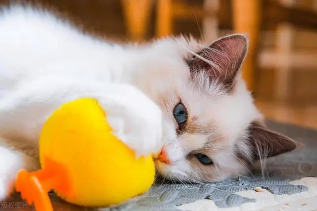 小猫太调皮了怎么办?