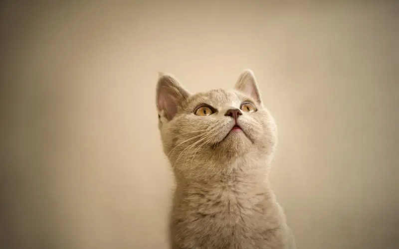 揭秘猫咪“日渐消瘦”的三大原因，看看你家猫有没有？