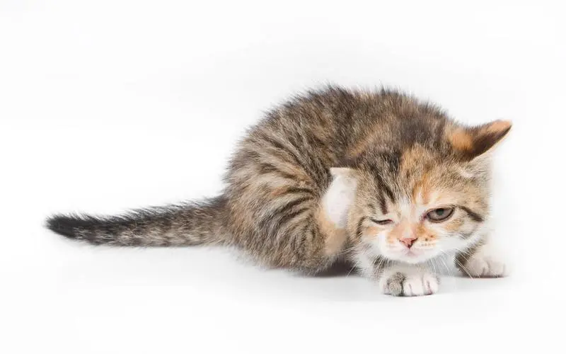 关于猫咪的谣言，你听过哪些？
