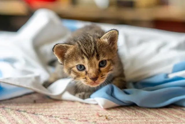 猫咪讨厌你的8种表现：从身体语言到交流方式