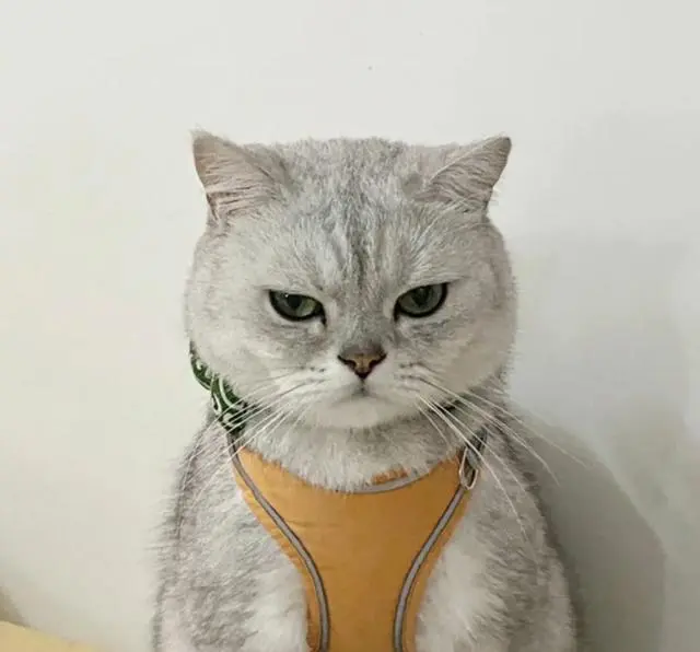 猫咪不开心的表现，情绪都写在脸上，太明显了