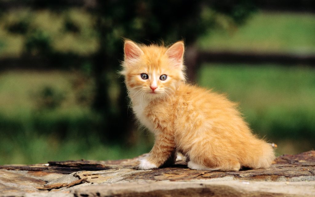 如何照顾刚出生的猫咪