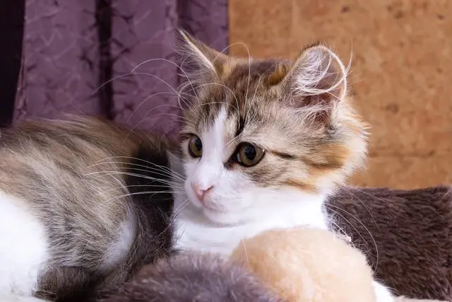 猫咪犯错被打时的“5种心理”