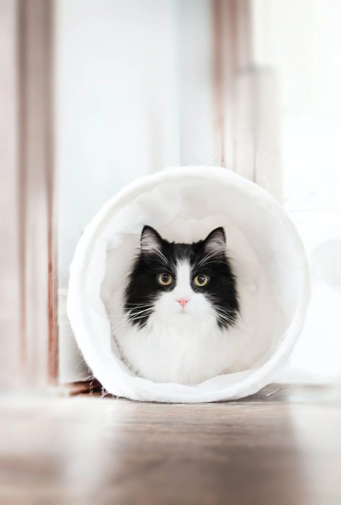 女研究生养猫反向将自己关进笼子：为了给猫咪更大的活动空间