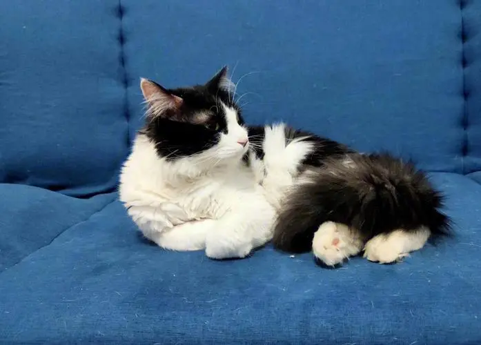 当人类喵喵叫的时候，猫咪在想什么？