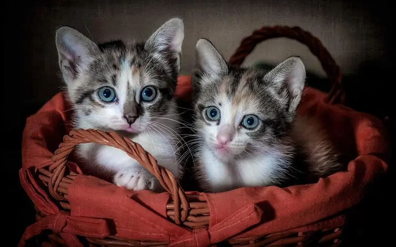 养猫有这5个好处，让我更爱我的猫咪了！