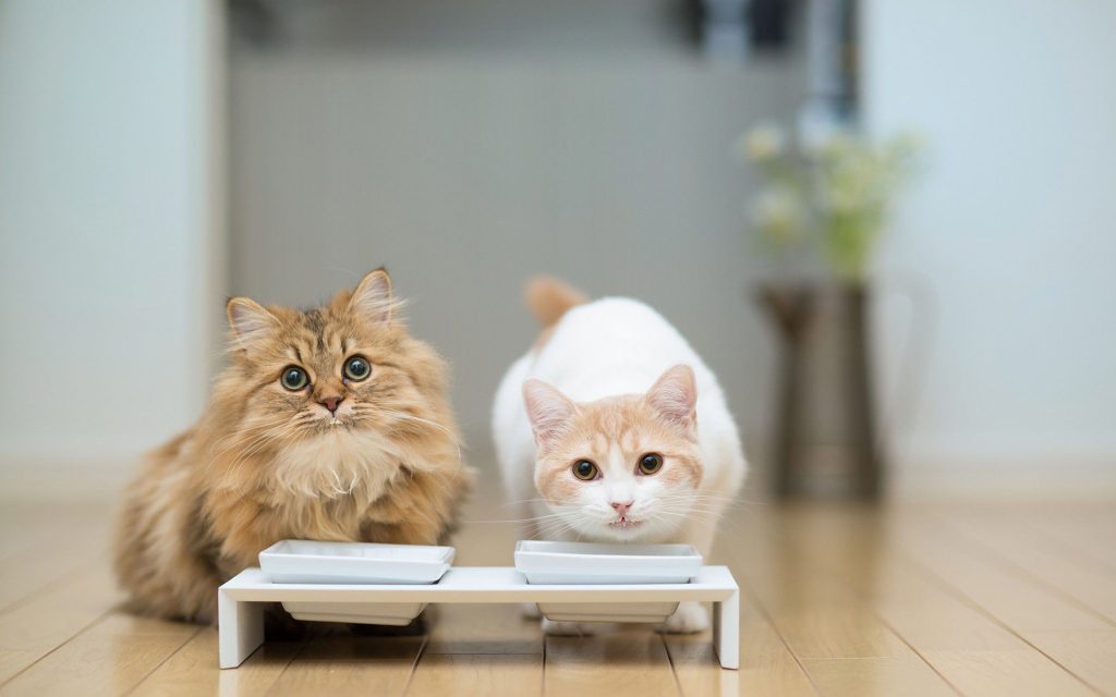 家里养第二只猫咪该做些什么准备