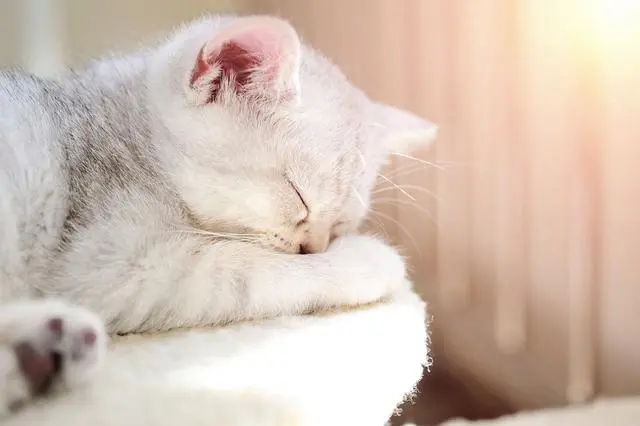 小猫咪长寿指南，铲屎官牢记这几点~