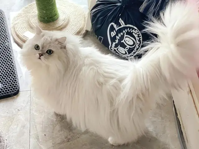 喜欢主人的猫咪，通常有这8个表现，根本藏不住啊！