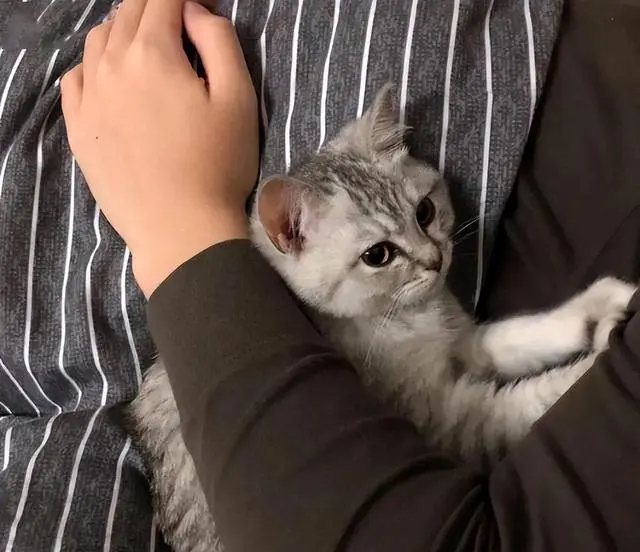 过来人告诉你，猫咪“认主的表现”，说明你养猫很成功