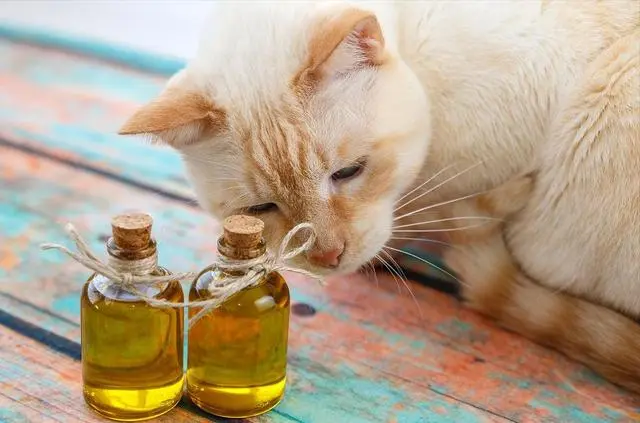 猫咪坚持吃这7种食物，皮肤有弹性了，毛发也亮了！