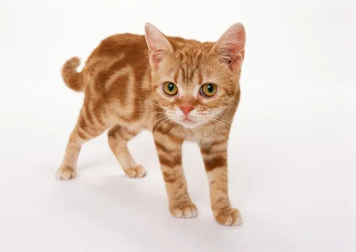 猫咪的几大迷惑行为