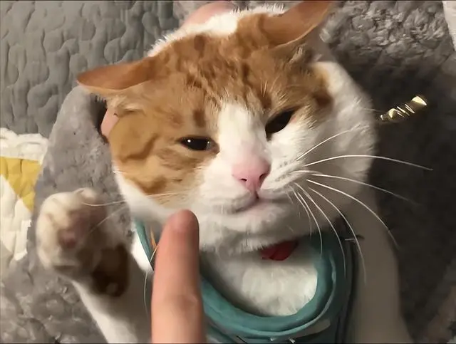 猫咪“讨厌”一个人，会有什么表现？这6个动作藏不住