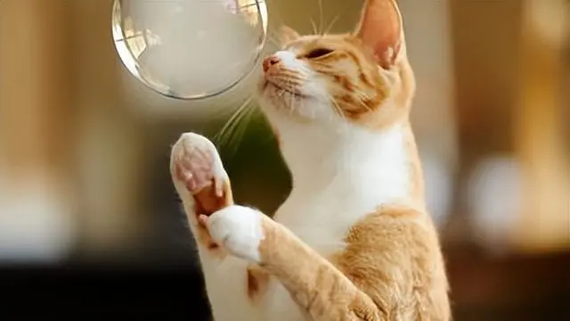 猫咪过得快乐，这几点很明显，装不出来的！