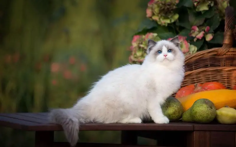 猫咪科普之布偶猫