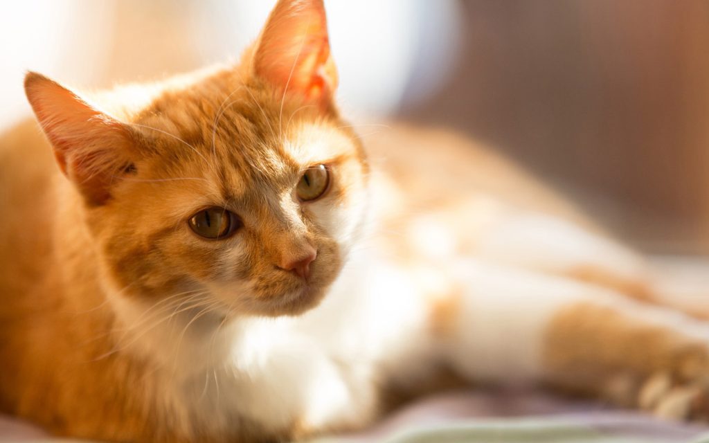 怎么判断猫咪的年龄？