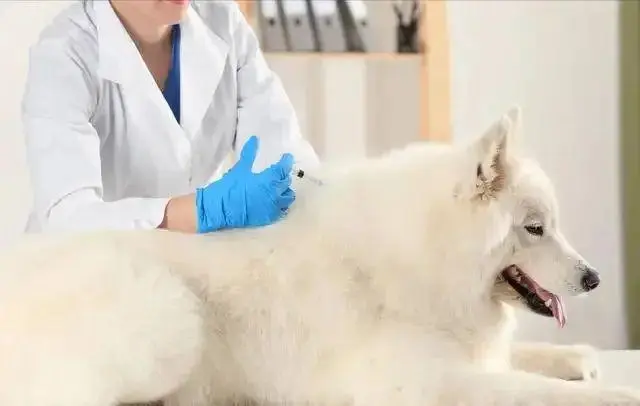 狗狗需要打的疫苗有哪些？多久打一次？
